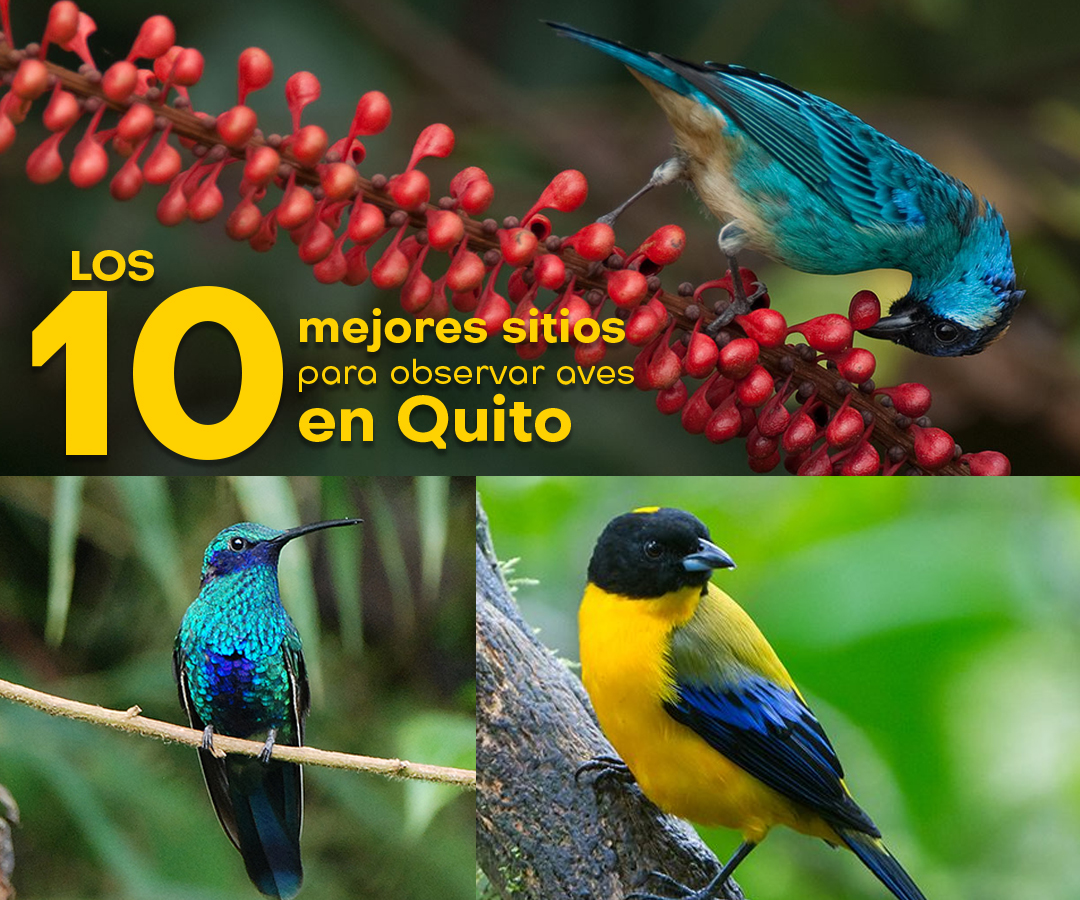 Los 10 Mejores Lugares Para Observar Aves En Quito
